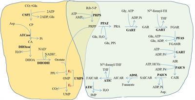 Alterations in cellular metabolisms after TKI therapy for Philadelphia chromosome-positive leukemia in children: A review